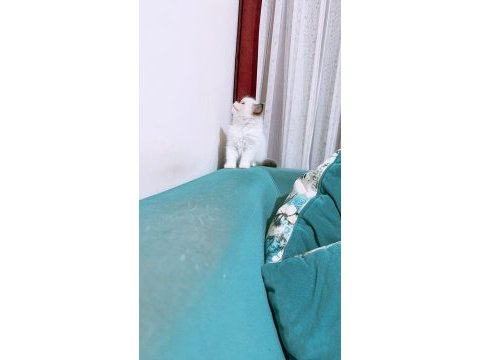 60 günlük erkek ragdoll yavru