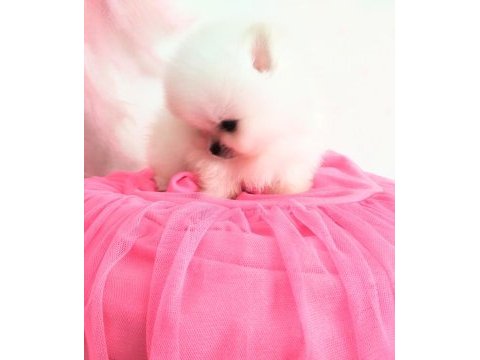 Pomeranian boo pamuk gibi beyaz tedy bear yavrular