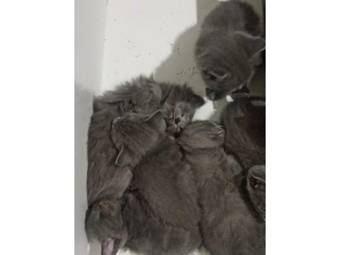 Russian blue kedimiz ev arıyor