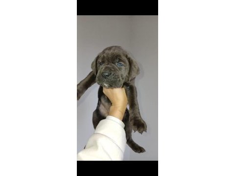 Cane corso blue yavrular