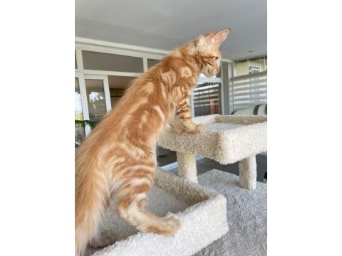 Red xl mainecoon erkek 