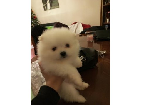 Safkan anne ve baba şecereli pomeranian boo