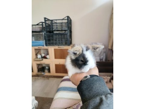 Lop tavşanı 2 aylık