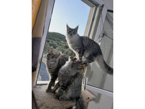 Maine coon kaçıran üzülür