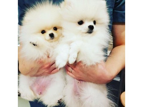 Ayı surat pomeranian yavruları