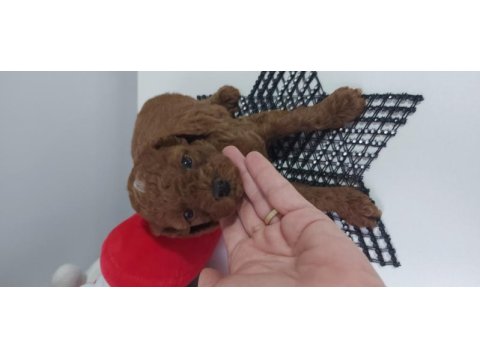 Safkan red brown toy poodle bebekler