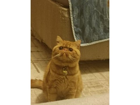 1 yaş erkek kedimiz