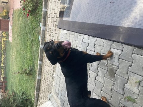 Erkek rottweiler orjinal safkan 1.5 yaşında