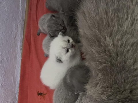 Rezerve edilecek yavru kediler