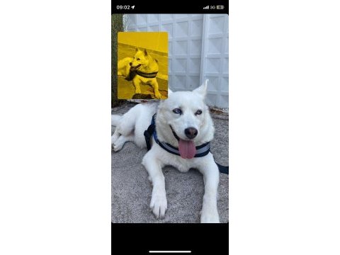 Sibirya kurdu husky 7 aylık