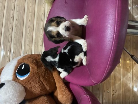 Beagle beagle