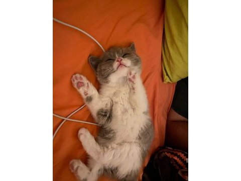 3 aylık british shorthair (fawn bicolor)