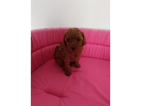 Petmode köpek çiftliğinde ziyarete açık toy poodle