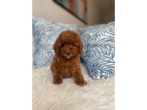 Orjinal red brown toy poodle yavru