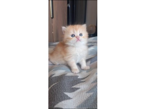 Golden british longhair anne baba şecereli 38 günlük