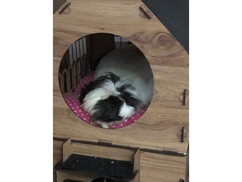 İki dişi ginepig