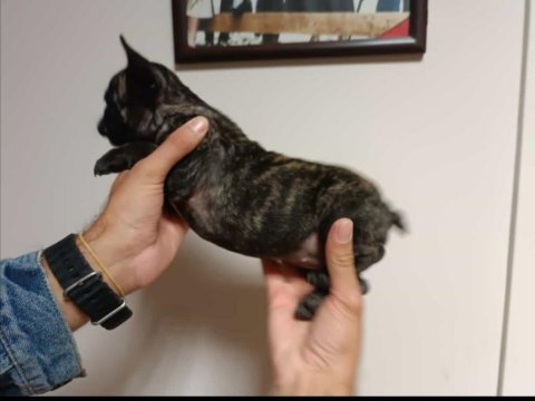 French bulldog 2 aylık