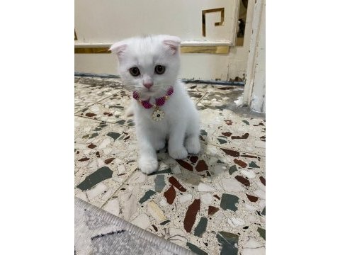 2 aylık aşılı scottish fold