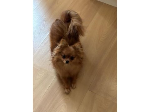 Uzun tüylü chihuahua