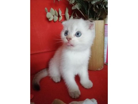 Scottish fold erkek