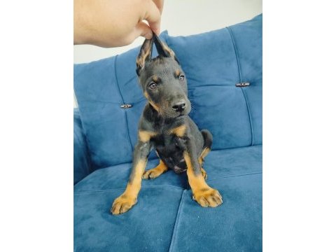 A kalite doberman yavruları