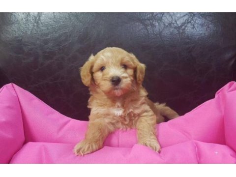 Irk ve sağlık garantili maltipoo yavrular