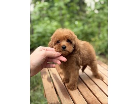 Red micro teacup dişi maltipoo