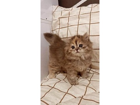 Prenses british longhair kızımıza yuva aranıyor