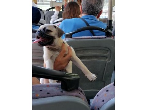 55 günlük renk ve anatomi güzeli pugmops bebekler