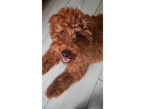 Poodle köpeğimiz