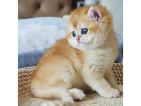 Şampiyon soydan gelen golden british shorthair 
