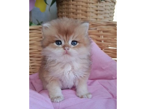 Safkan ırk british longhair