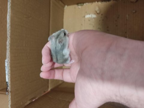 Çok tatlı minnoş yavru hamsterler