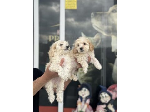 Show kalite mini boy maltipoo yavrularımız