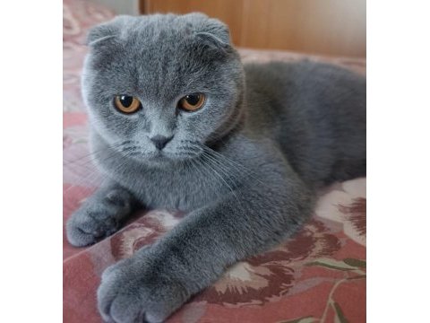 Scottish fold kedimizi sahiplendirme ilanıdır