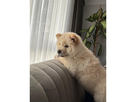 A kalite chow chow bebekler