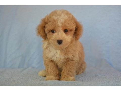 Böyle maltipoo görmediniz