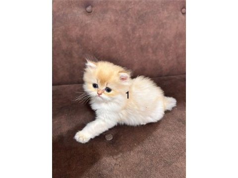 British longhair golden yavrular 50 günlük