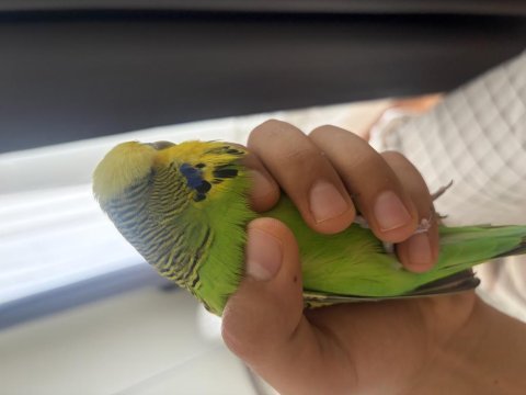 Show jumbo muhabbet kuşu
