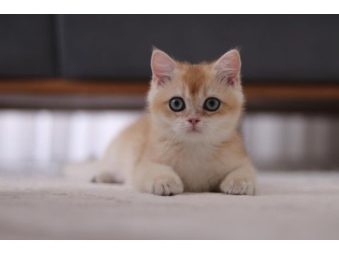 Şecereli safkan british shorthair ny11 erkek yavru