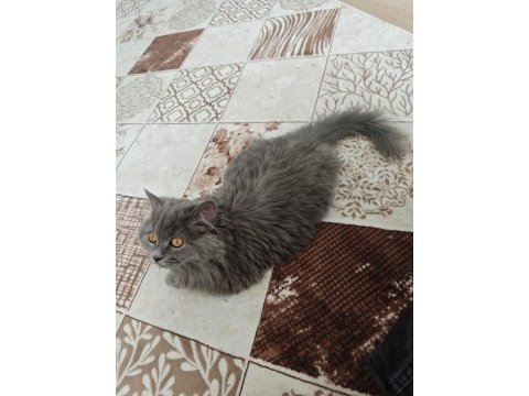 British longhair 4 aylık