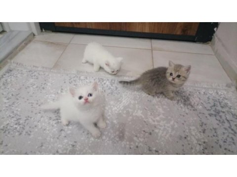 British shorthair bebekler