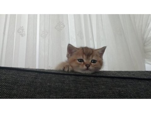 Yakışıklı kedimiz paşa