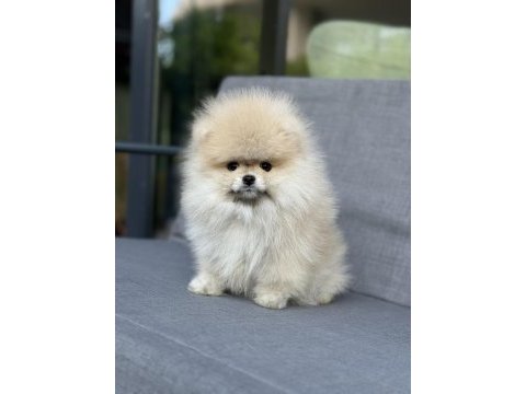 Turuncu pomeranian boo dişi