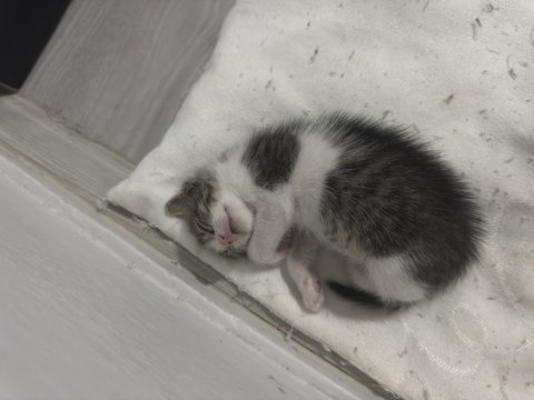 Oyuncu ve sevimli yavru kedi