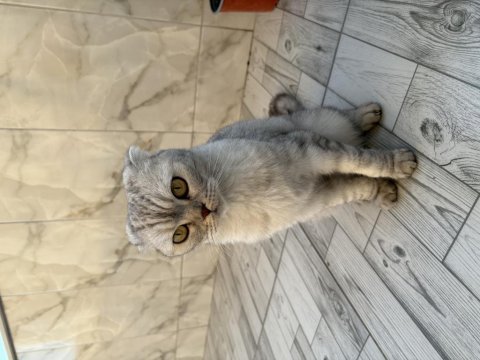Akıllı kızımız çok tatlı sevecen kedimiz