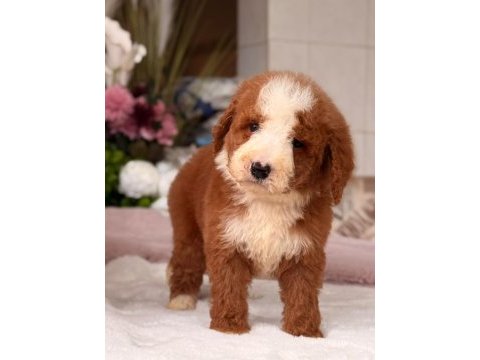 Show kalite giant (dev) poodle yavrular
