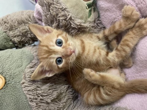 Sarı civciv aile arıyor kedim