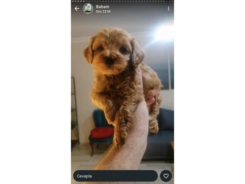 Maltipoo yavrularımız ırk ve sağlık garantili