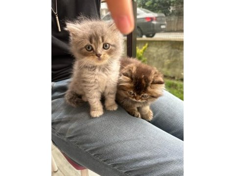 Safkan british longhair bebekler